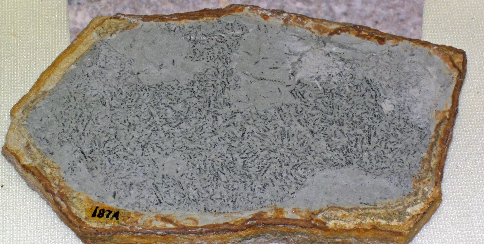 Geniculograptus pygmaeus fossil graptolites (Kope Formation, Upper Ordovician; Kenton County, Kentucky, USA) — nearby landmark in Kenton County, Kentucky