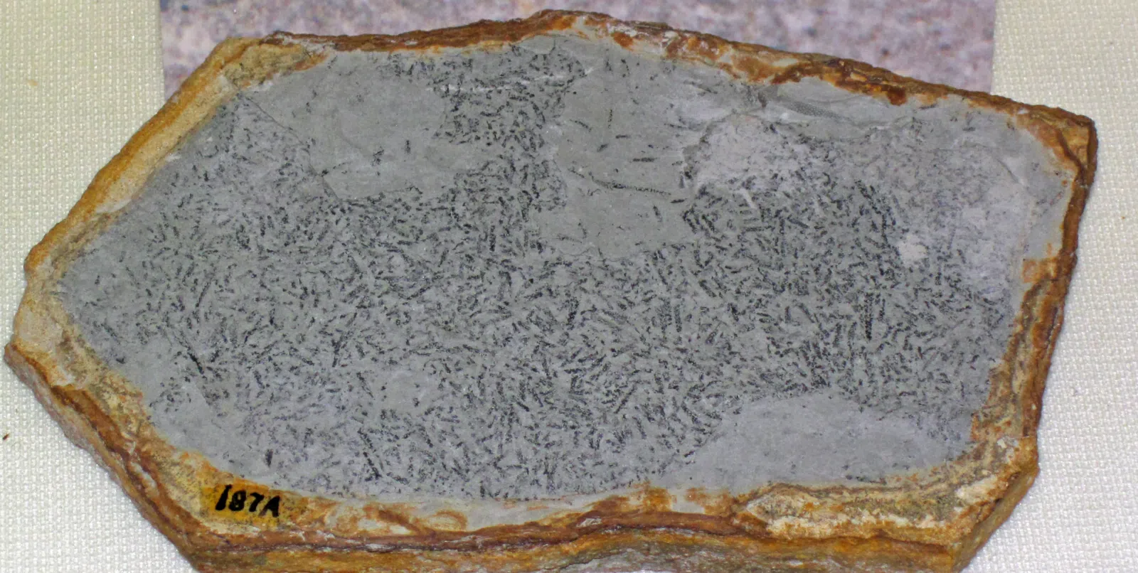 Geniculograptus pygmaeus fossil graptolites (Kope Formation, Upper Ordovician; Kenton County, Kentucky, USA) — nearby landmark in Kenton County, Kentucky