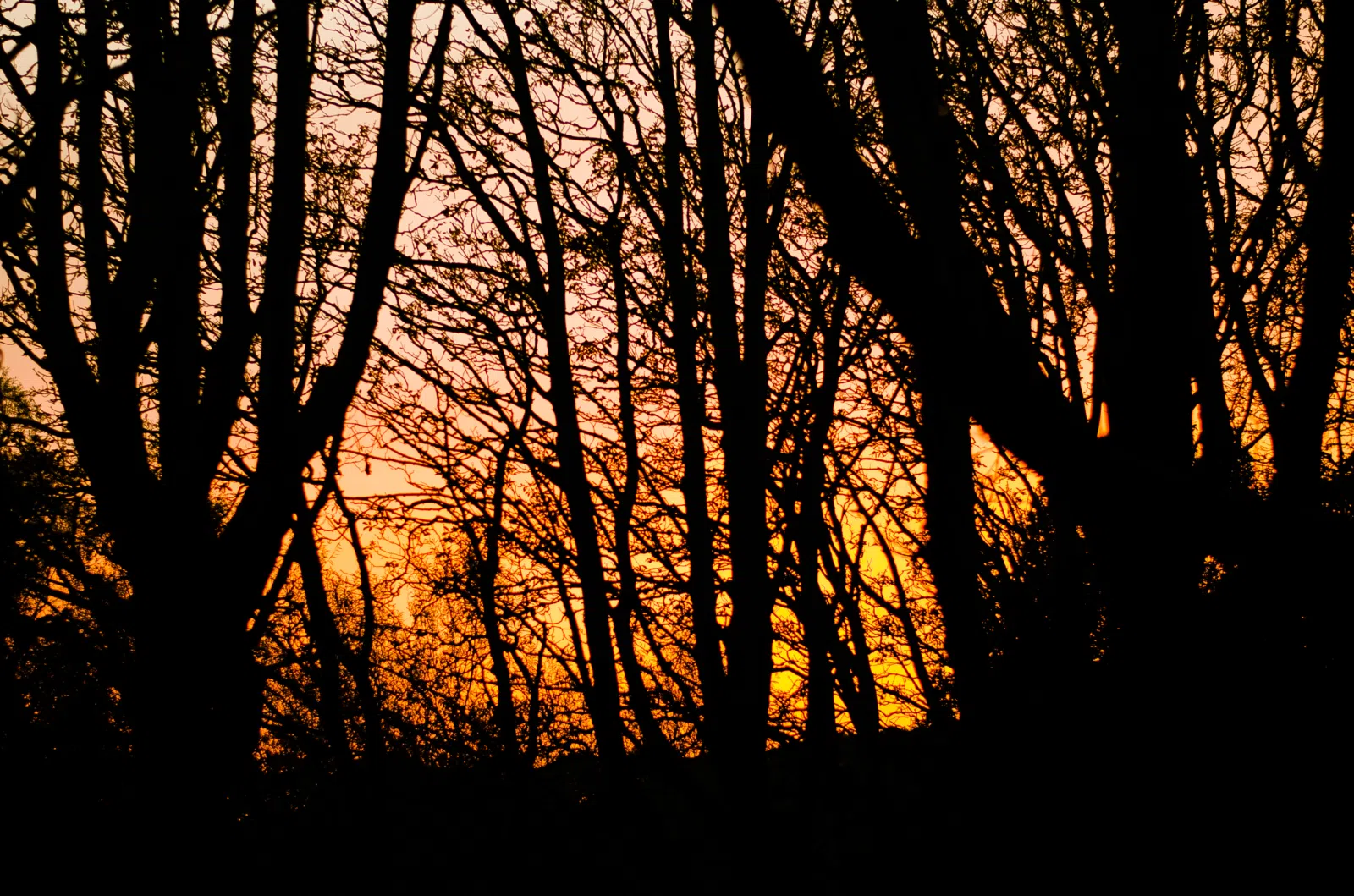Always beautiful, the sun setting behind trees.
