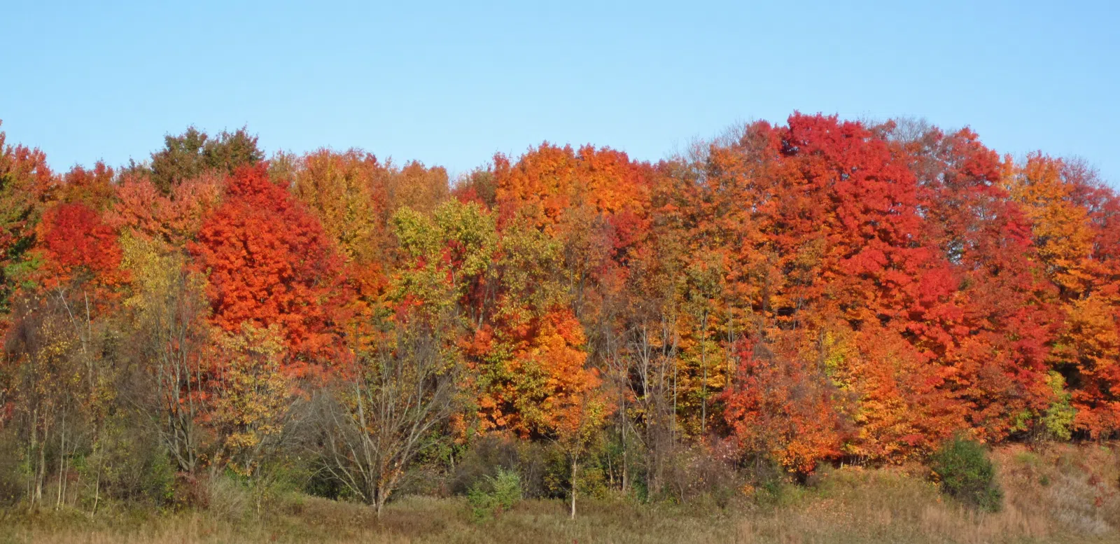 Locality: roadside, across the road from Interstate-71's milepost 225 (north-bound), Brunswick, northeastern Ohio, USA