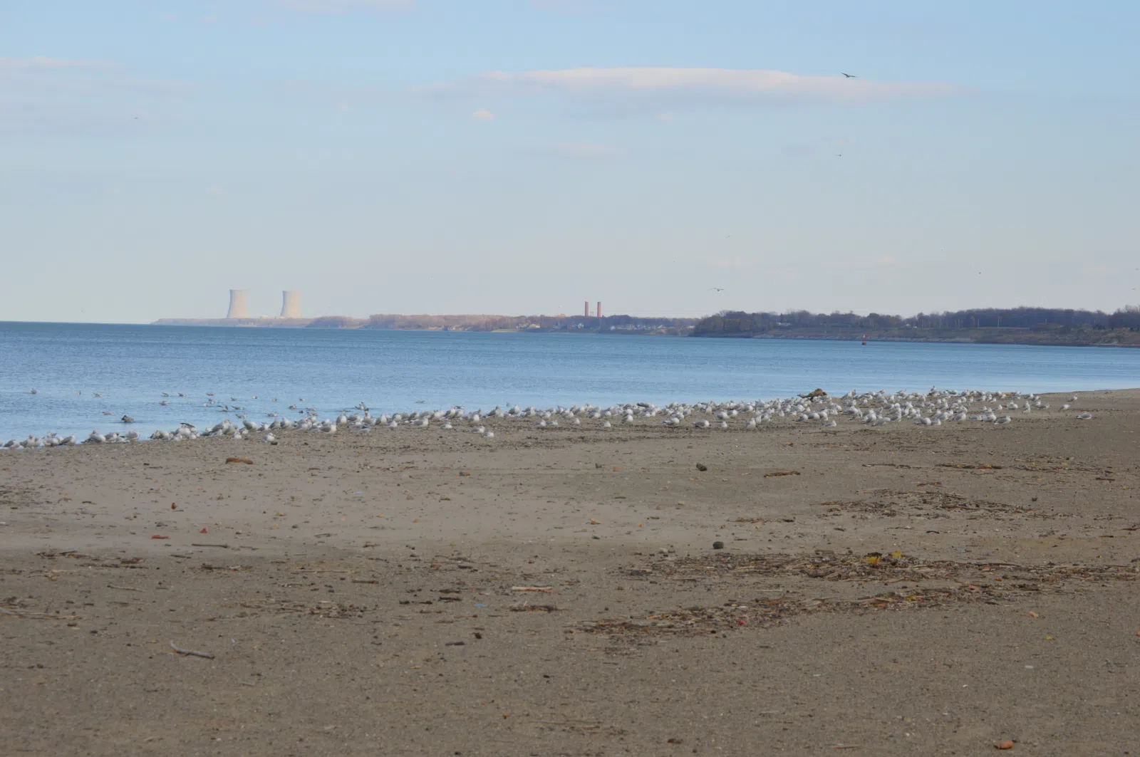A flock of Ring-billed Gulls sits on the Lake Erie beach at the lakefront park in Fairport Harbor , Ohio , United States .