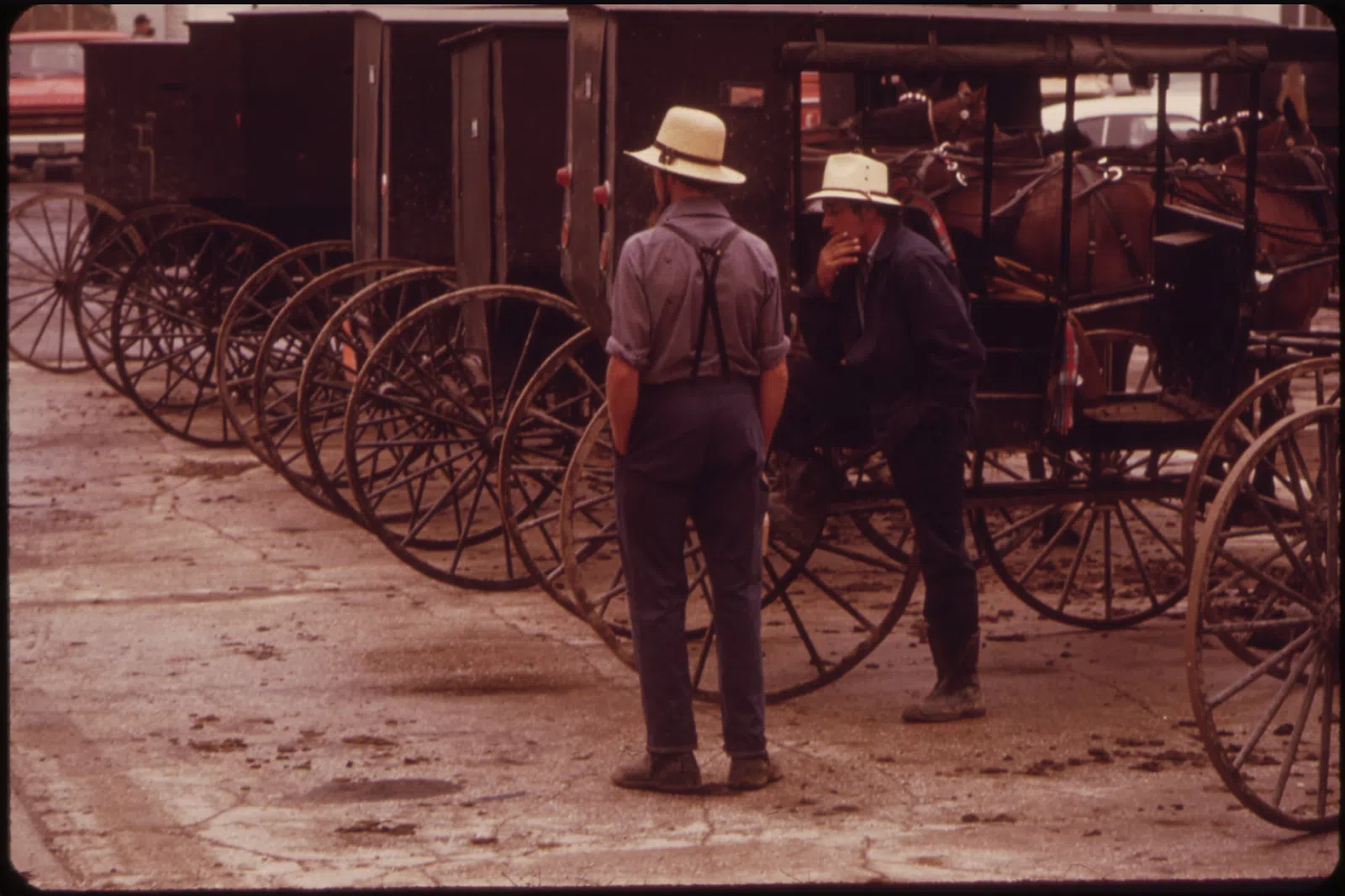 HORSE AND WAGONS IN MIDDLEFIELD - NARA - 550091.jpg