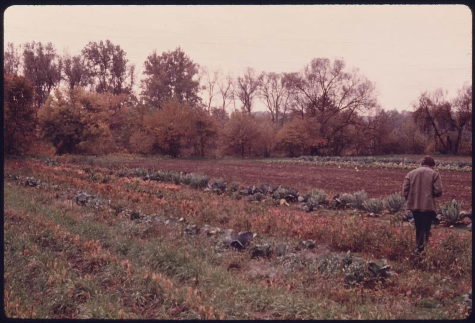 FARM LOCATED ON PRIVATE PROPERTY NEAR TINKER'S CREEK AT VALLEY VIEW OHIO, NEAR CLEVELAND. FORT ANCIENT WAS AN INDIAN... - NARA - 558106.jpg