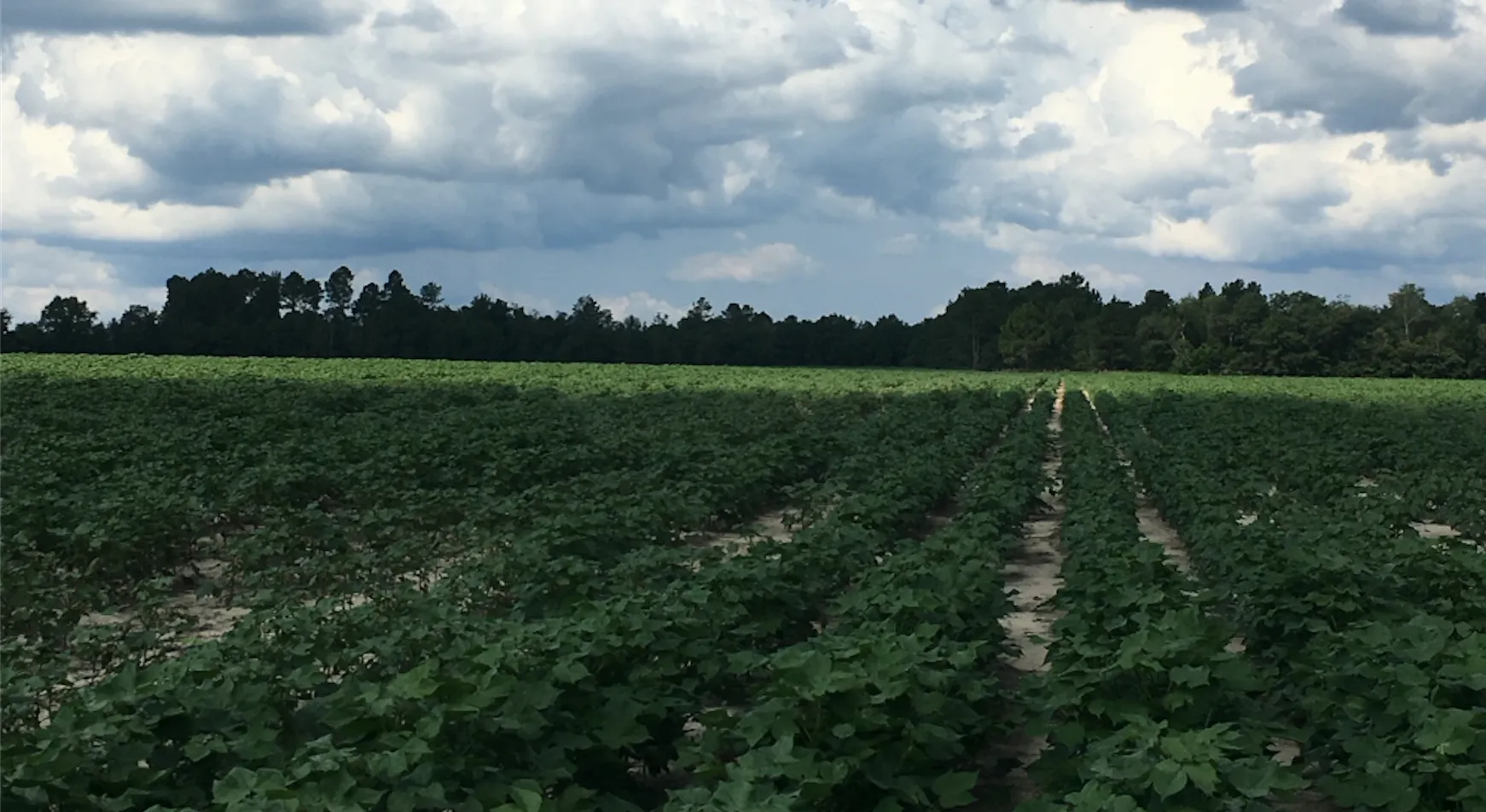 A farm in rural Lexington County near Swansea