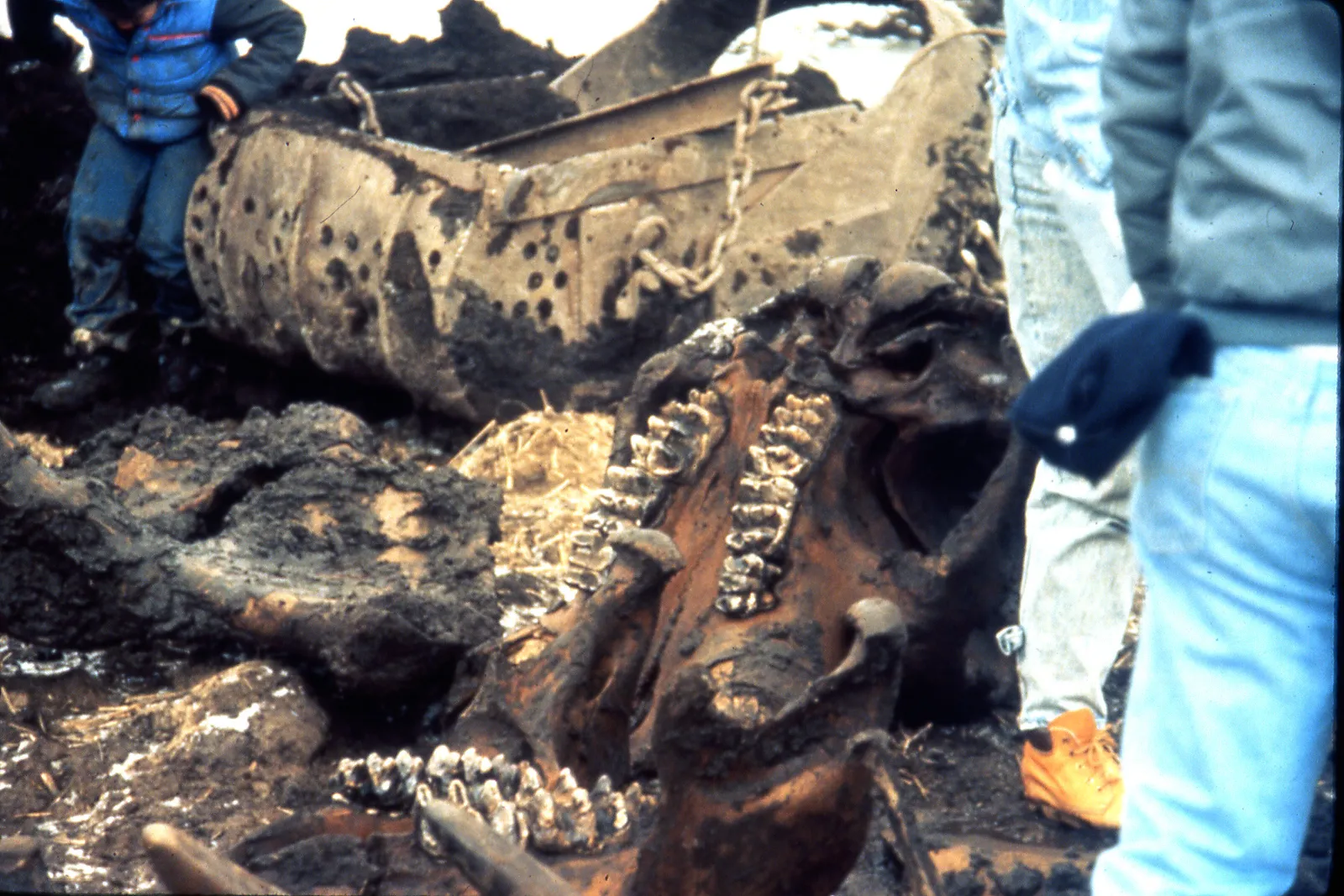 Burning Tree Mastodon excavation (mid-December 1989), Burning Tree Golf Course, Heath, east-central Ohio, USA The Burning Tree Mastodon represents the most comp