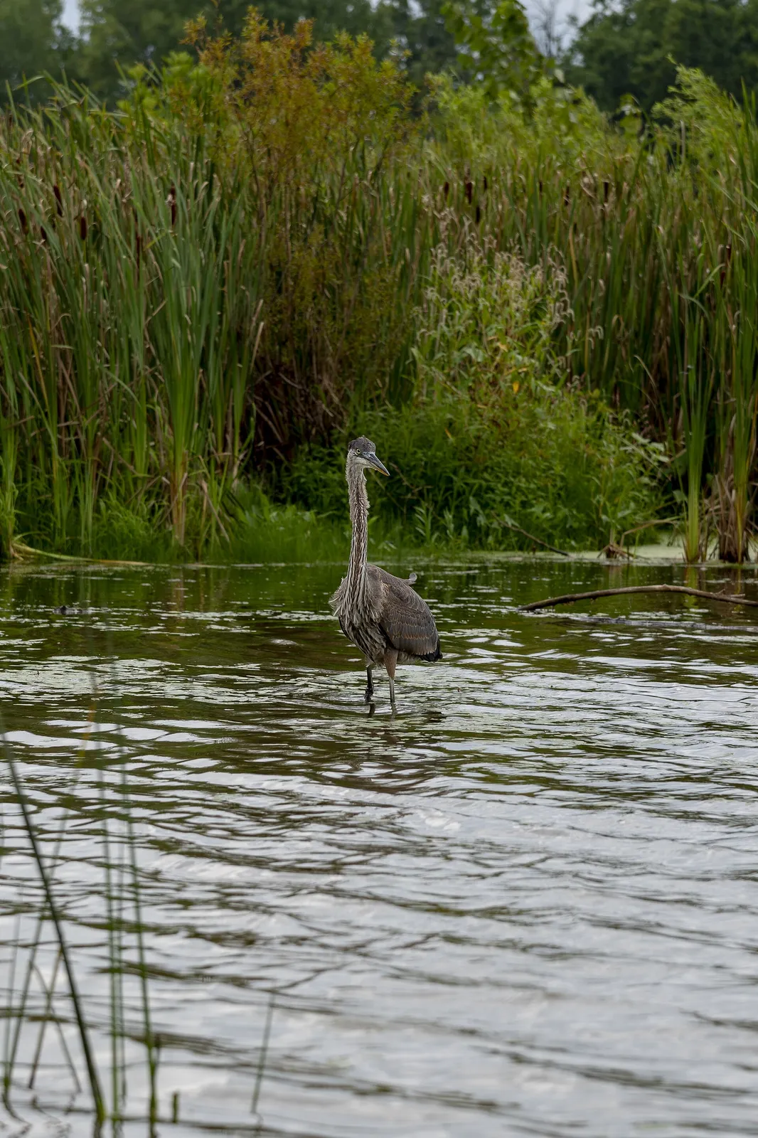 A Great blue heron (Ardea herodias) in of the Darby Bend lakes at Prarie Oaks Metro Park.