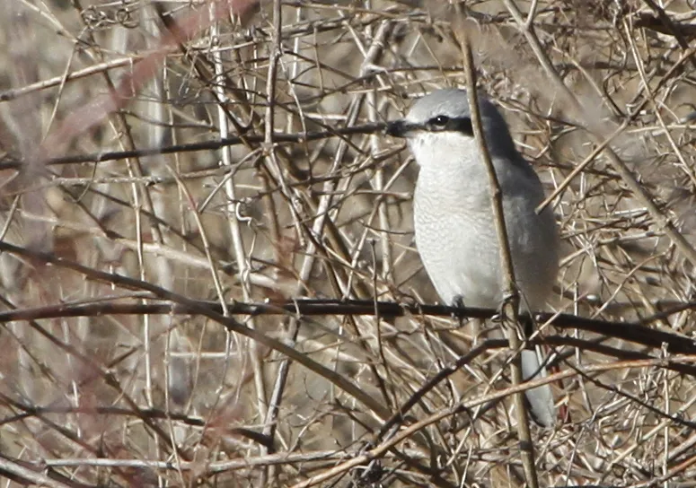 Northern Shrike Lanius excubitor borealis, Pickerington Ponds Metro Park (Franklin Co, Ohio), Ellis Pond from Wright Rd. eBird Checklist: ebird.org/ebird/view/c