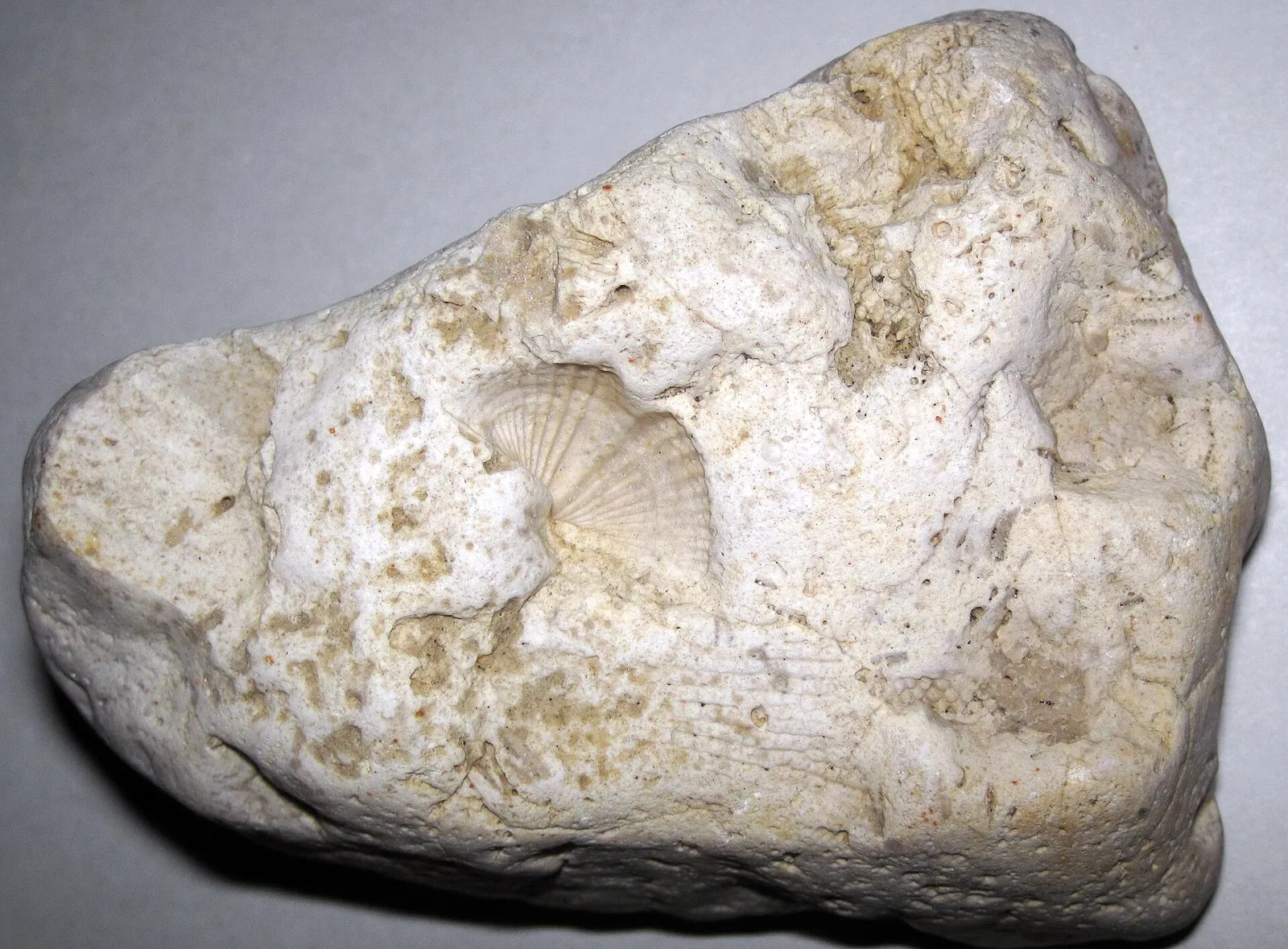 Fossiliferous chert rock sample from the St. Louisville Gravel Pit, Licking County, Ohio (geology specimen).