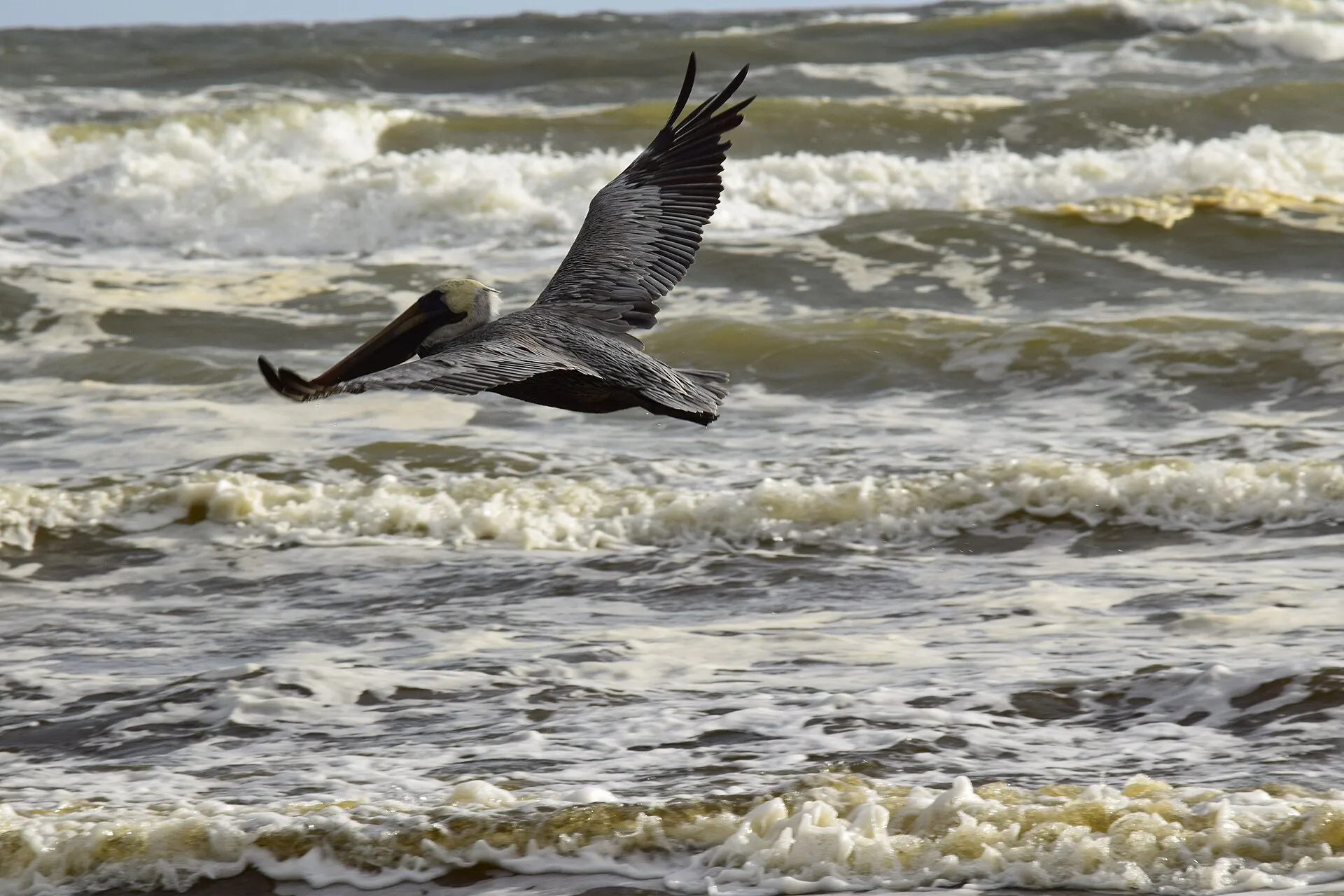 Brown pelican in flight, Daytona Beach Shores, November 2017.