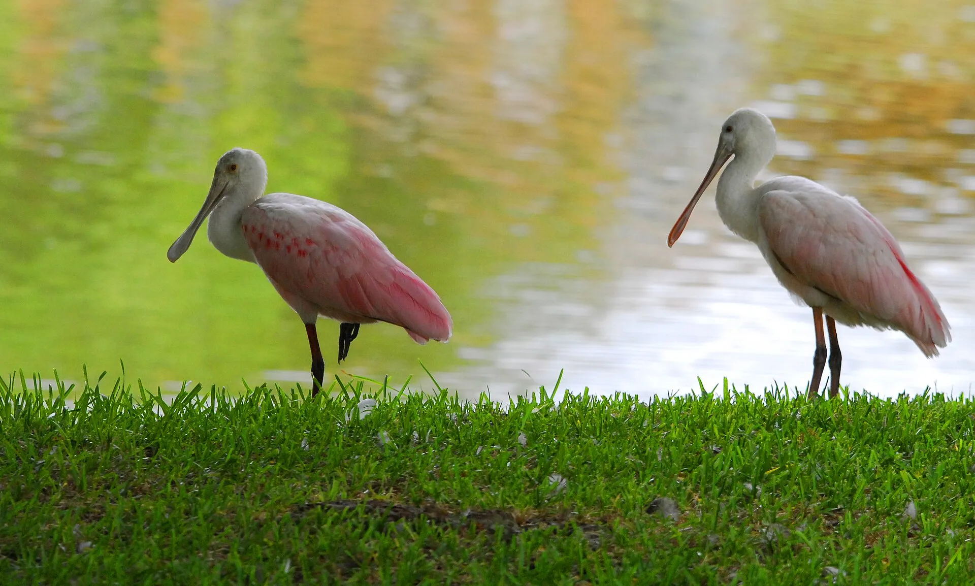 Roseate spoonbills wading in DeBary.