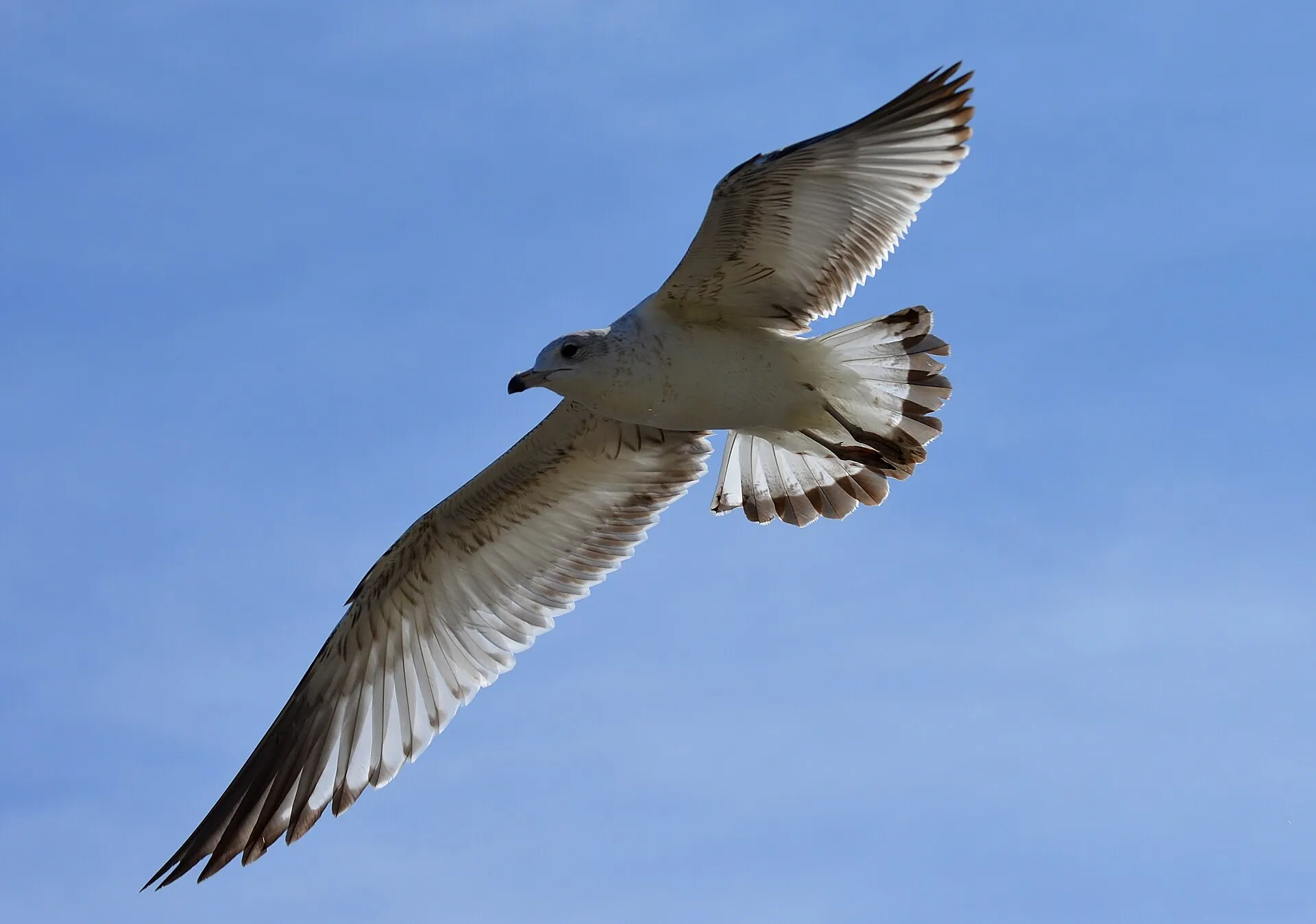 A juvenile ring-billed gull in the sky over Holly Hill.