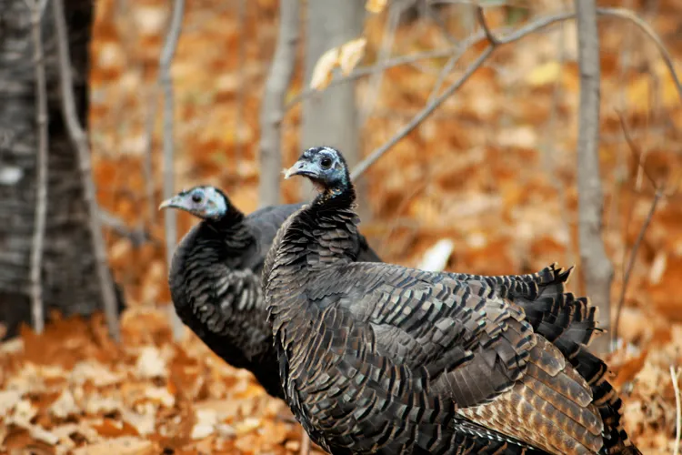 Native Wild Turkeys in Clyde Township, Michigan.
