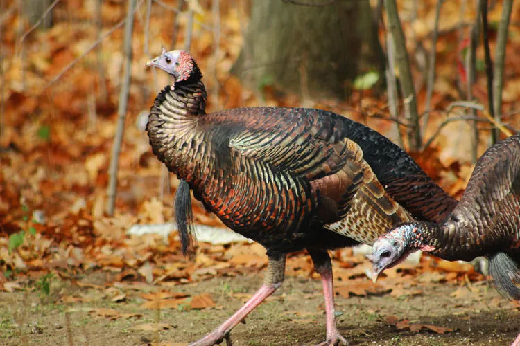 Wild Turkeys in Clyde Township, Michigan.