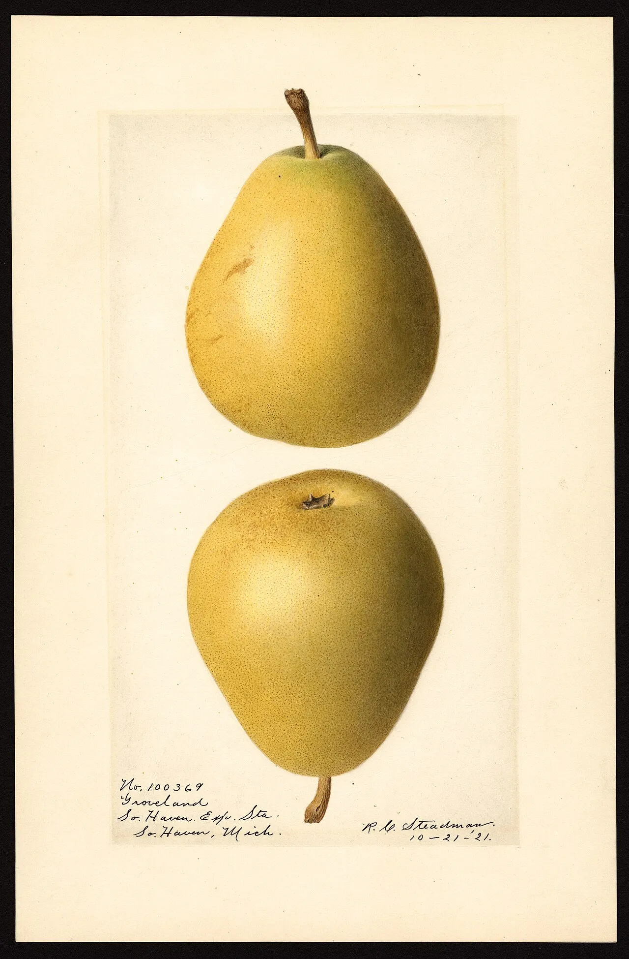 Image of the Groveland variety of pears (scientific name: Pyrus communis), with this specimen originating in South Haven, Van Buren County, Michigan, United States. Source: U.S. Department of Agriculture Pomological Wate