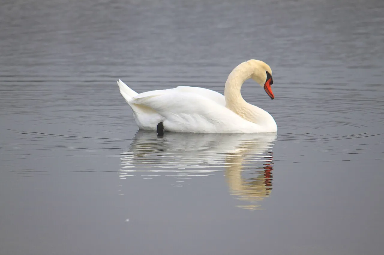 Swan on Washago Pond, Willow Metropark, Huron Township, Michigan