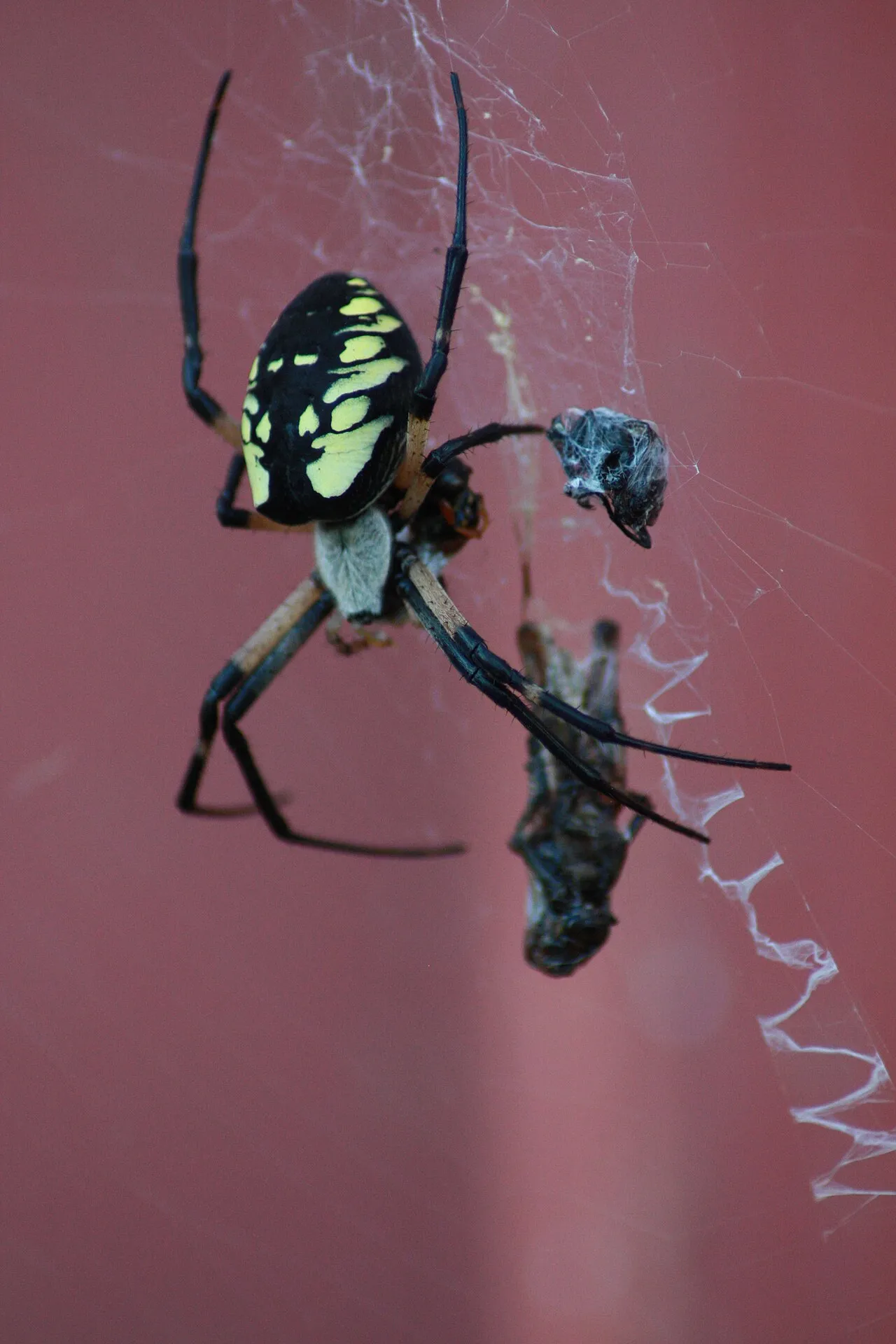 This is a recent shot of a Argiope aurantia commenly called a "Corn Spider" It was shot on 9/3/14 in North Branch MI