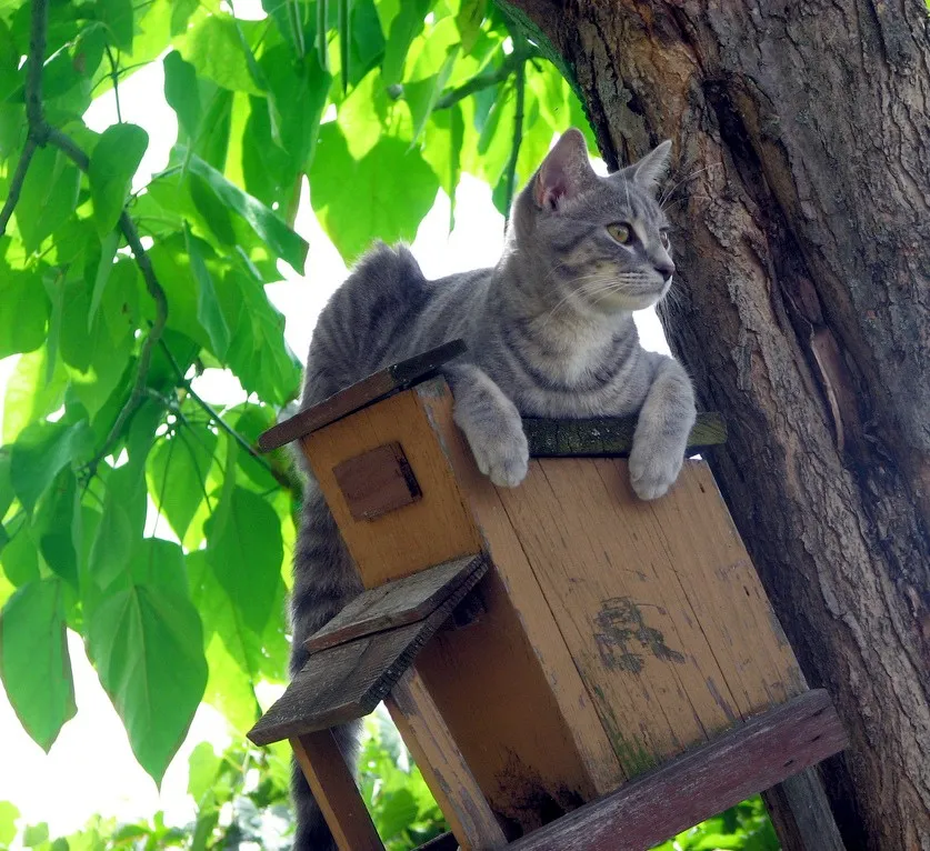 Chloe is a kitten in this picture. The photograph was taken in Otter Lake, Michigan, USA. She is watching birds fly around on the other side of the tree. This is a summer day and she is relaxing in the shade. Chloe