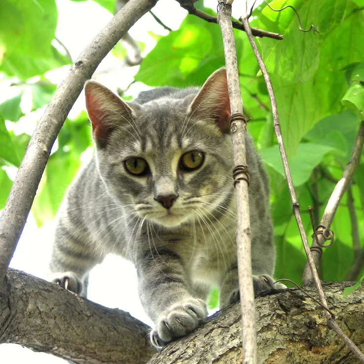 The cat Chloe was born in Otter Lake, Michigan - USA.She was six months old in this photograph. Chloe is very lovable and loves to explore.