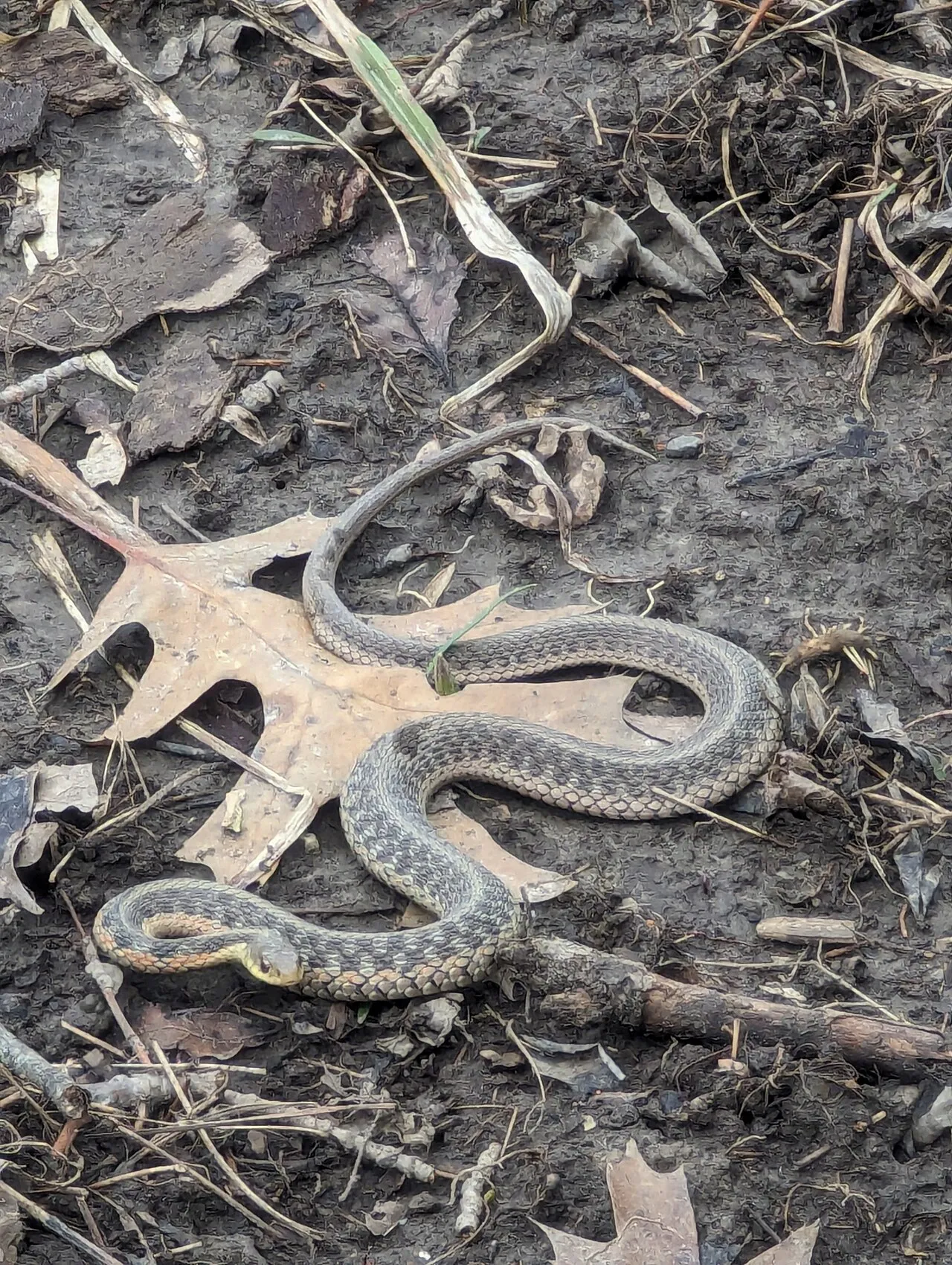 An eastern garter snake (Thamnophis sirtalis ssp. sirtalis) photographed in Sterling Heights, Michigan.