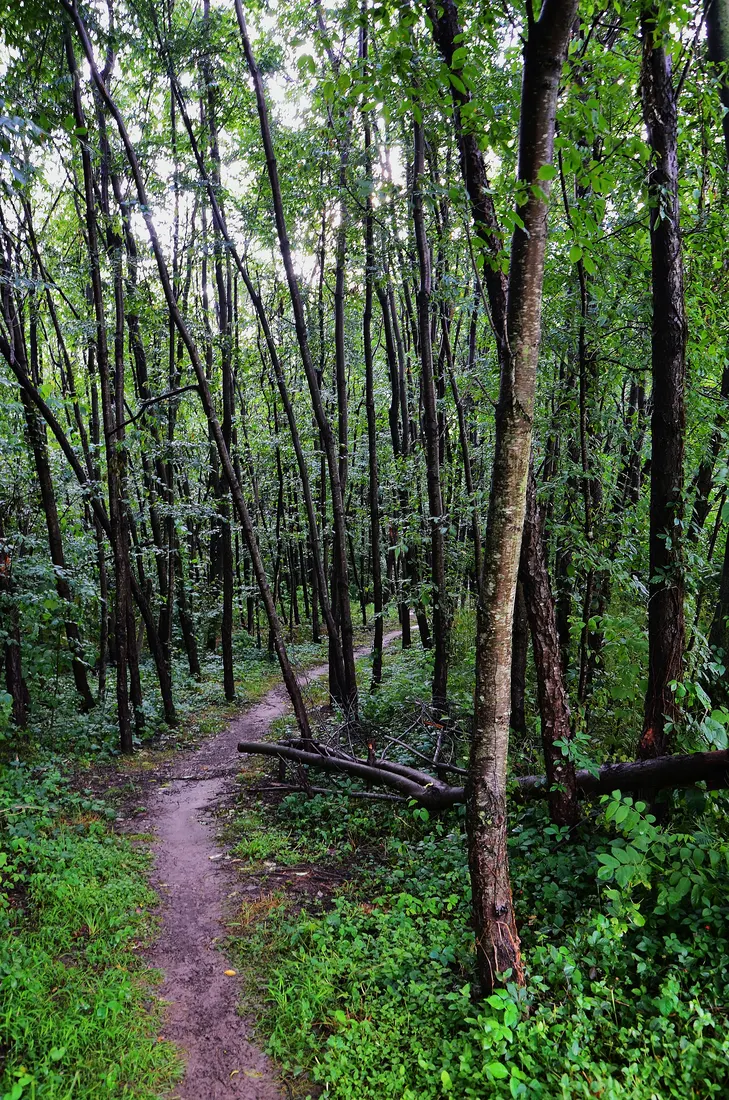 The Appalachian Trail pedestrian bridge over US 11 in Middlesex Township.