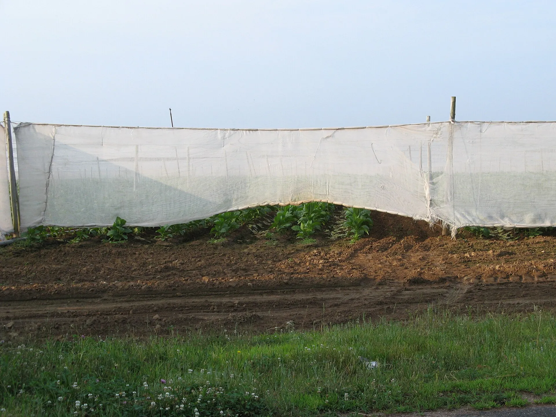 Shade-grown tobacco in East Windsor, Connecticut.