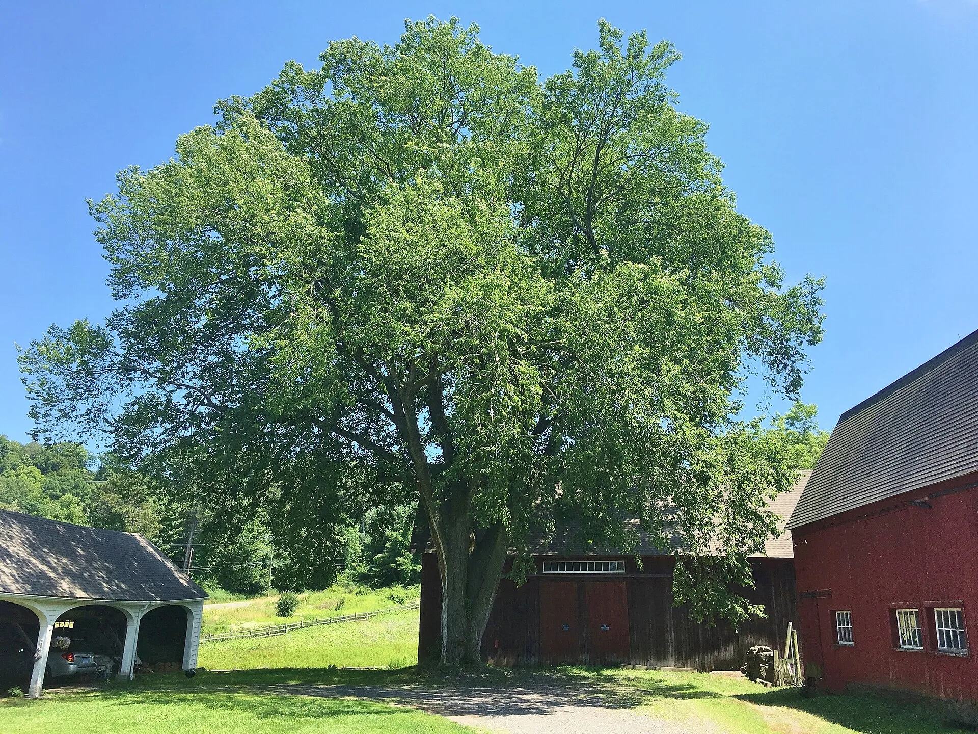 American Elm at the Hill-Stead Museum, Farmington.