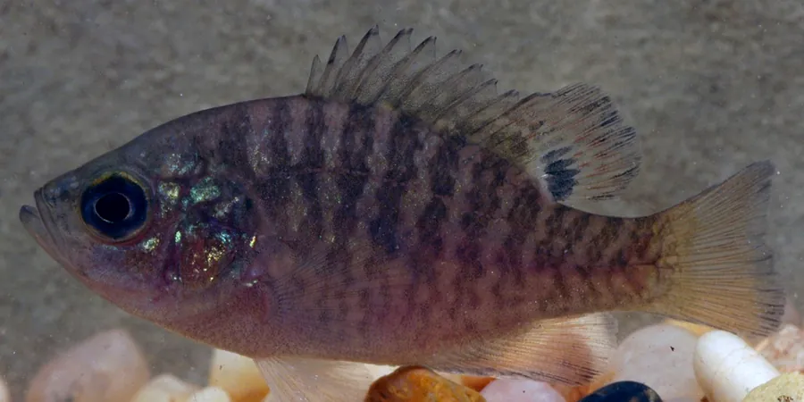Sunfish, Liberty County