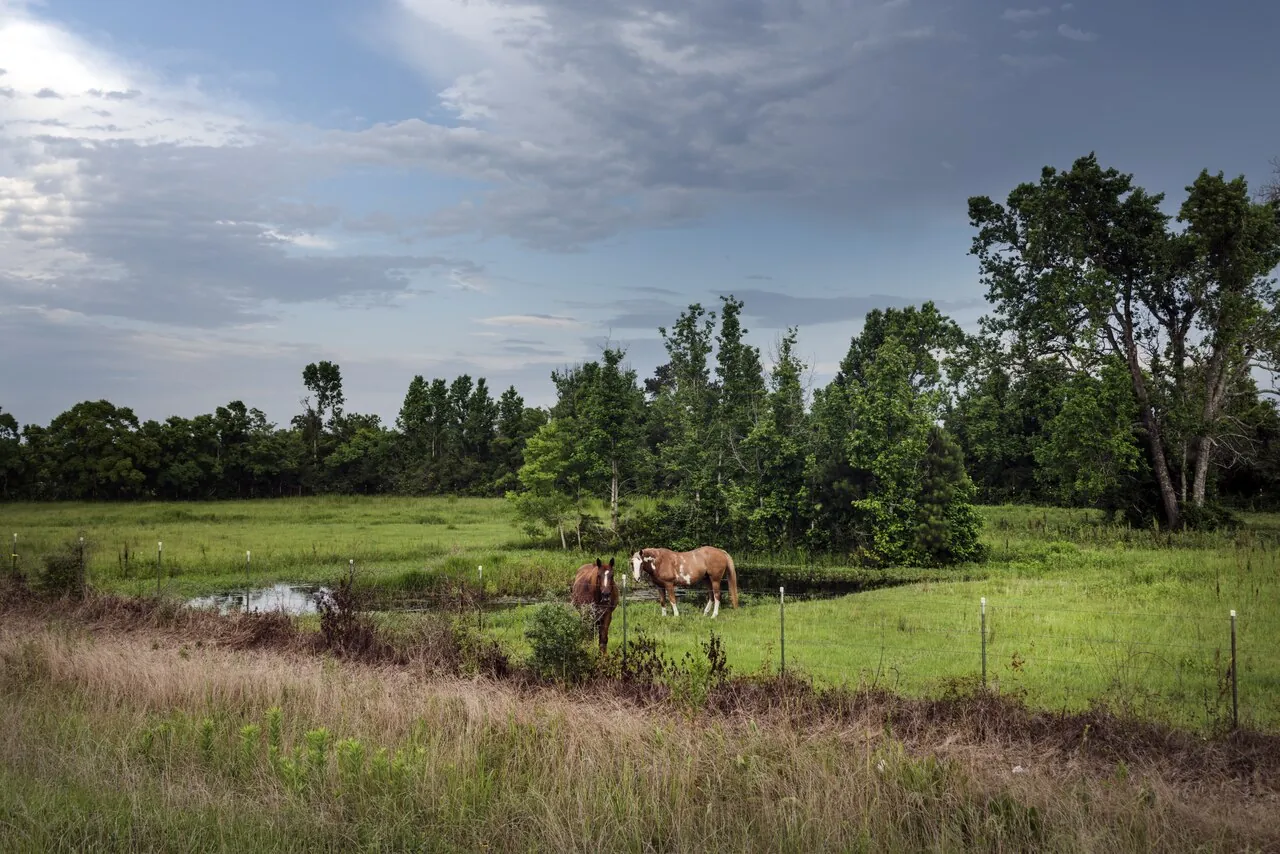 Horses in countryside near Cleveland, Liberty County