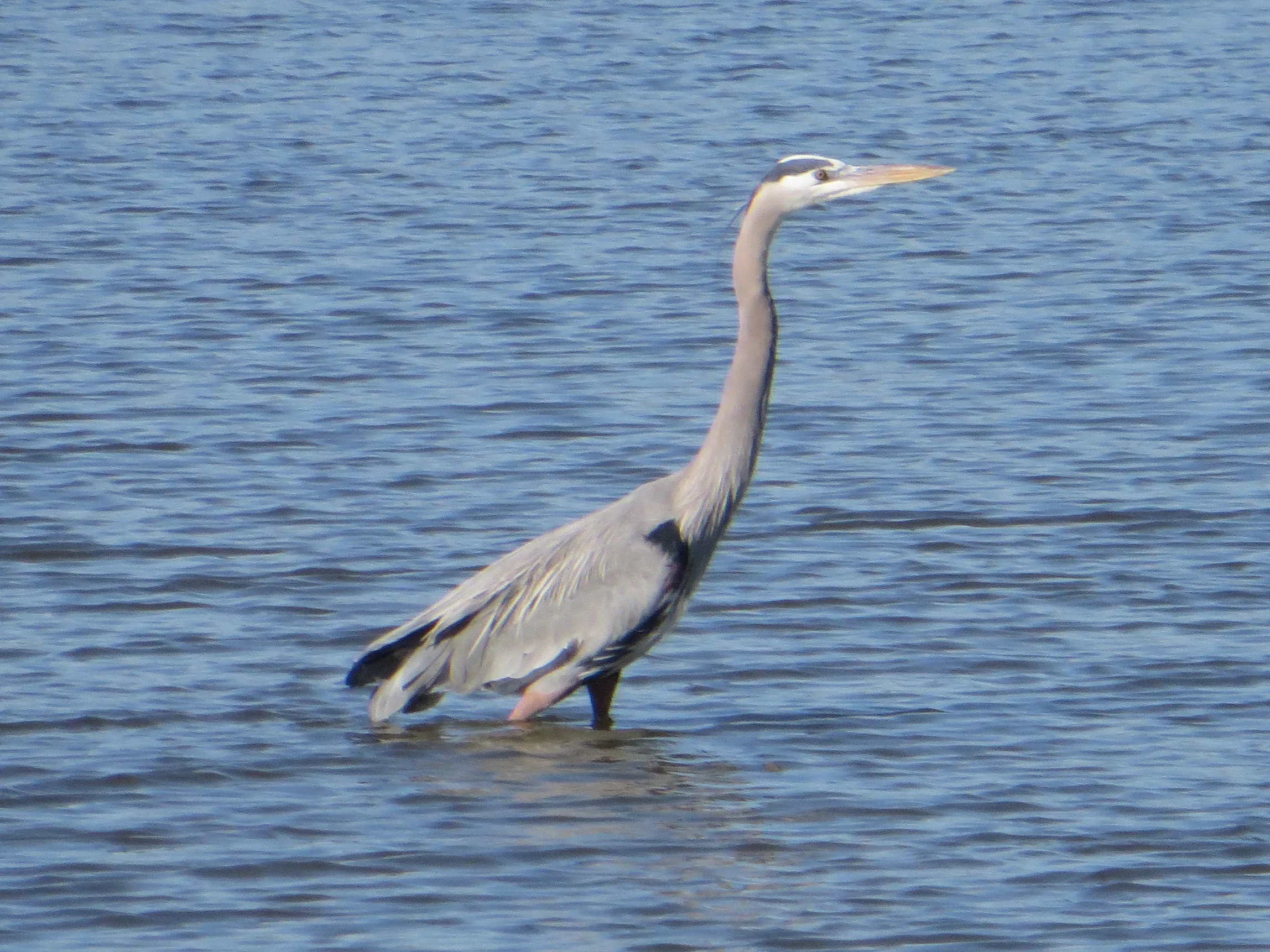 Grey heron photographed in Seabrook, Texas, 2014 (bay-shoreline wildlife)
