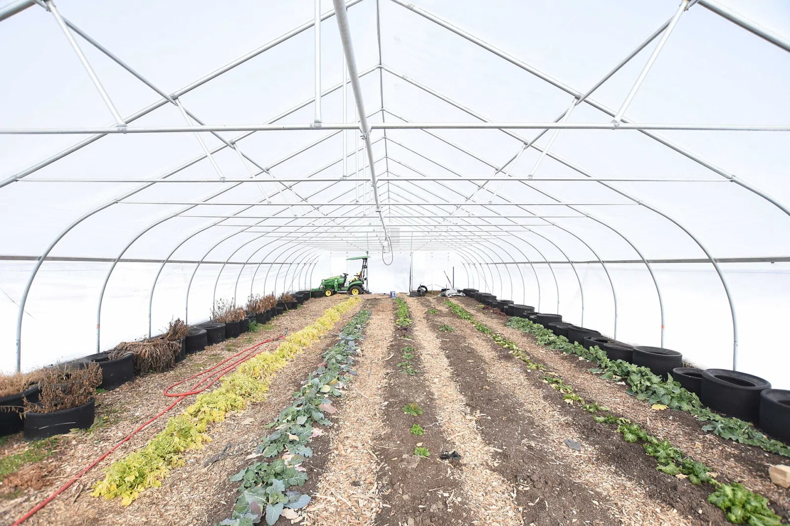 Plants including collard and mustard green, spinich and swiss chard grow in the high tunnel at Lawrence Community Gardens on Feb. 2, 2021. The high…