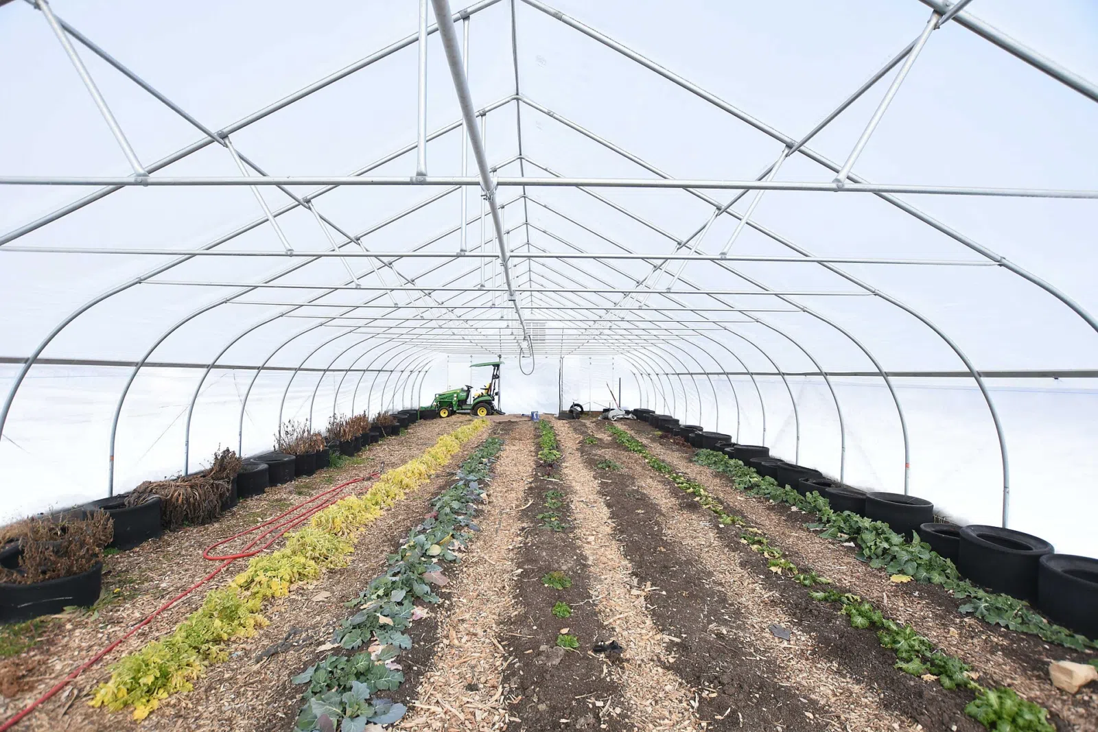 Plants including collard and mustard green, spinich and swiss chard grow in the high tunnel at Lawrence Community Gardens on Feb. 2, 2021. The high…