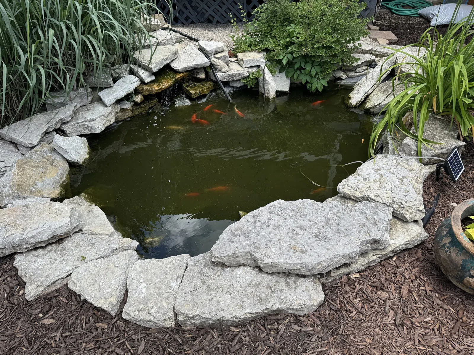 Koi pond in Nashville, Indiana