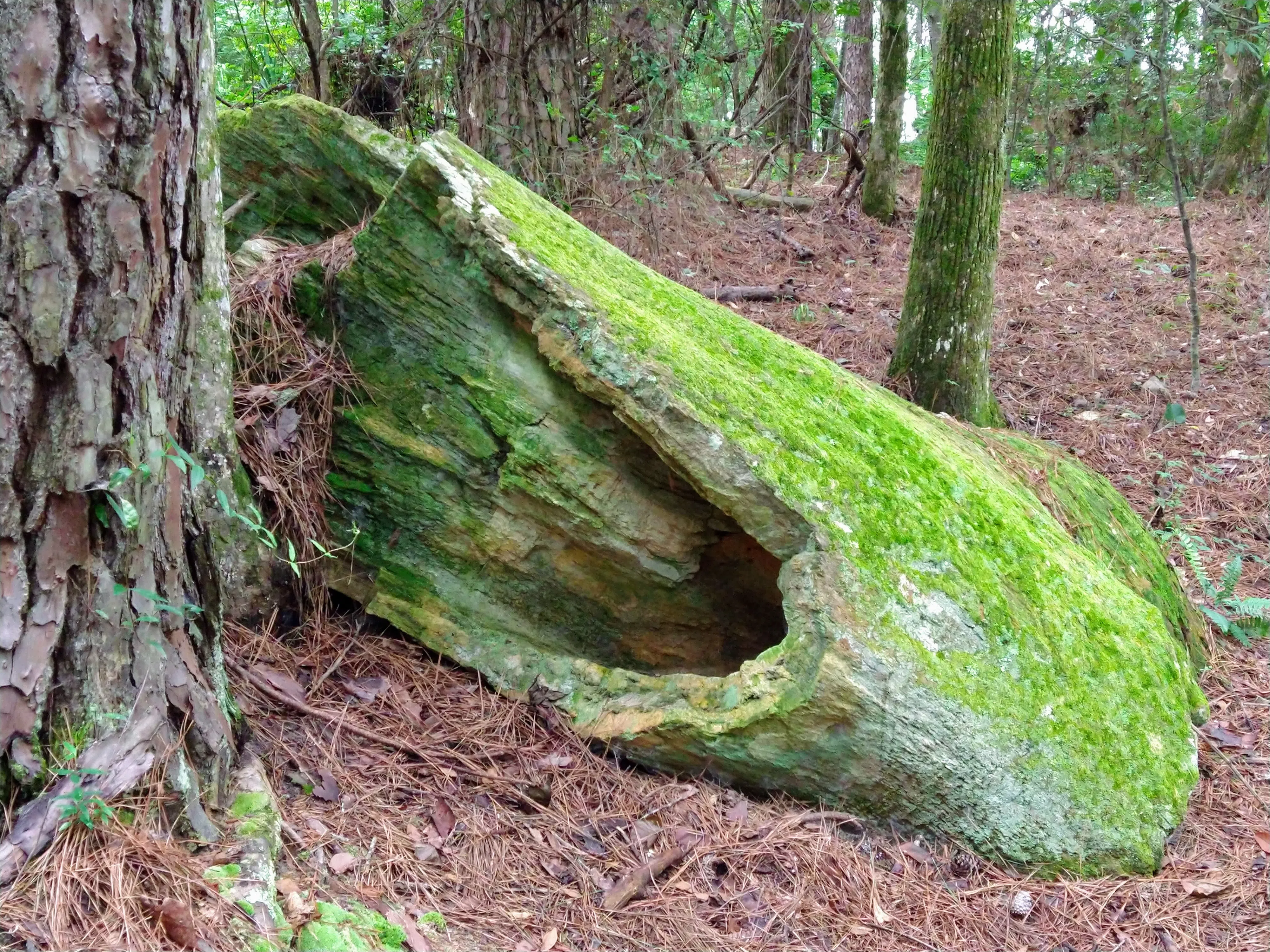 Petrified log at the Mississippi Petrified Forest near Flora