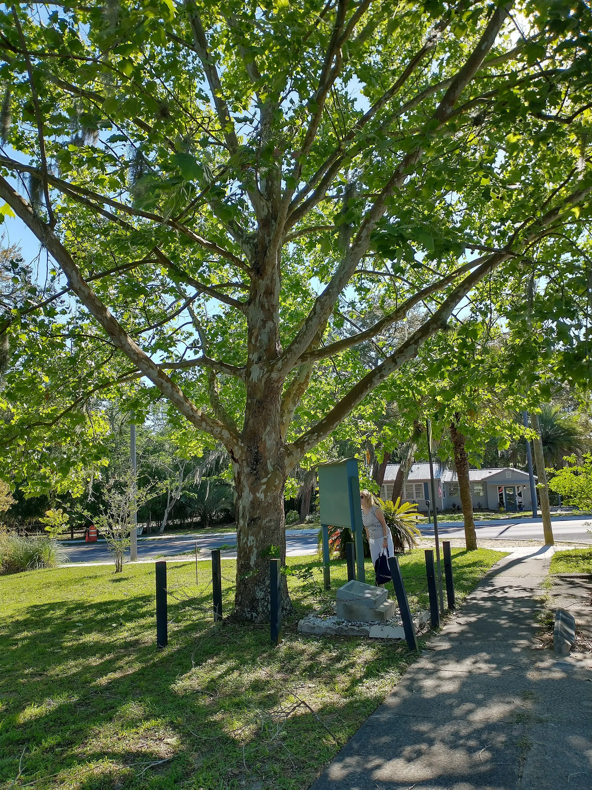 An American sycamore "Moon Tree" in Keystone Heights.