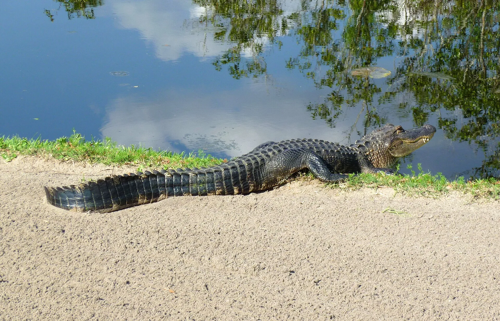 An alligator on the ChampionsGate National golf course, Davenport, Florida