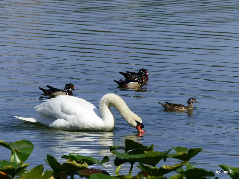 Mute swan with wood duck escort at Lake Morton, Lakeland, Florida