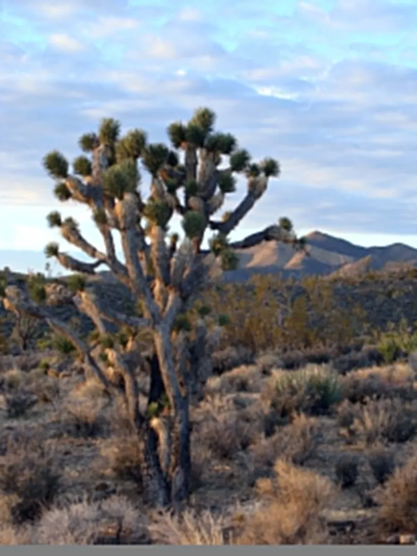 Joshua Tree Forest