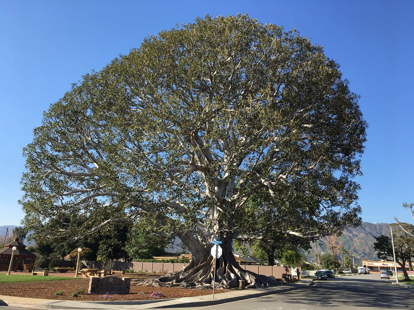 Big Tree Park in Glendora, California