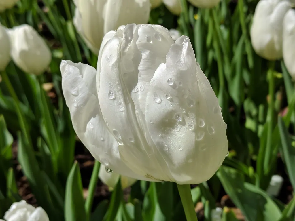 White tulip in bloom at Descanso Gardens