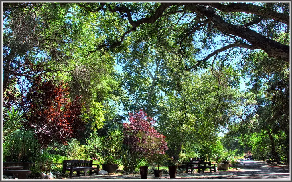 A shaded path with benches through the Descanso Gardens grounds