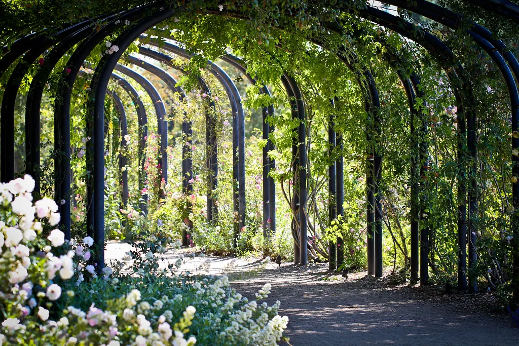 The rose-garden arbor walk at Descanso Gardens (2011)