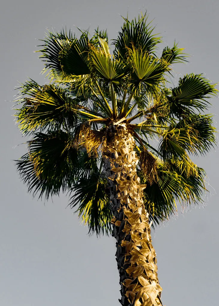 A palm tree crown against the sky in La Habra Heights (November 2022)