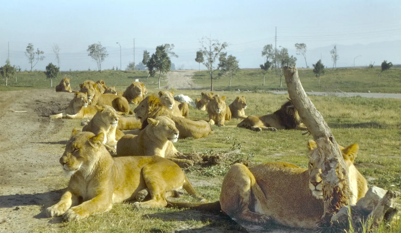 California's Lion Country Safari opened in 1970 and closed in 1984. It was located in Irvine, Orange County..