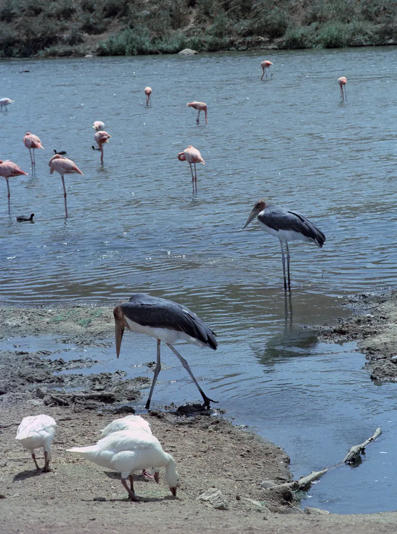 Swan, herons and flamingos. California's Lion Country Safari opened in 1970 and closed in 1984. It was located in Irvine, Orange County..
