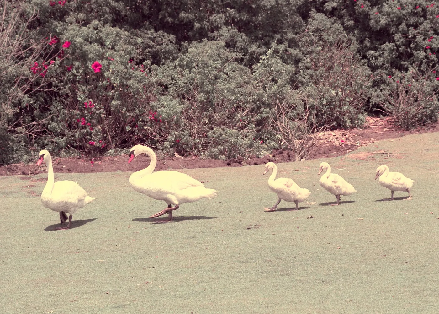 Swan family at Lion Country Safari. California's Lion Country Safari opened in 1970 and closed in 1984. It was located in Irvine, Orange County..