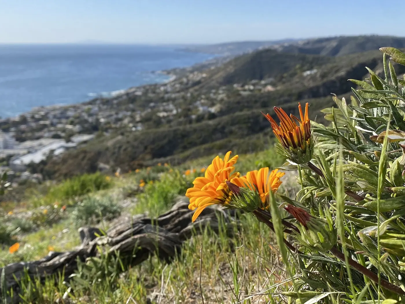 Flower image from Badlands Park in Laguna Niguel..