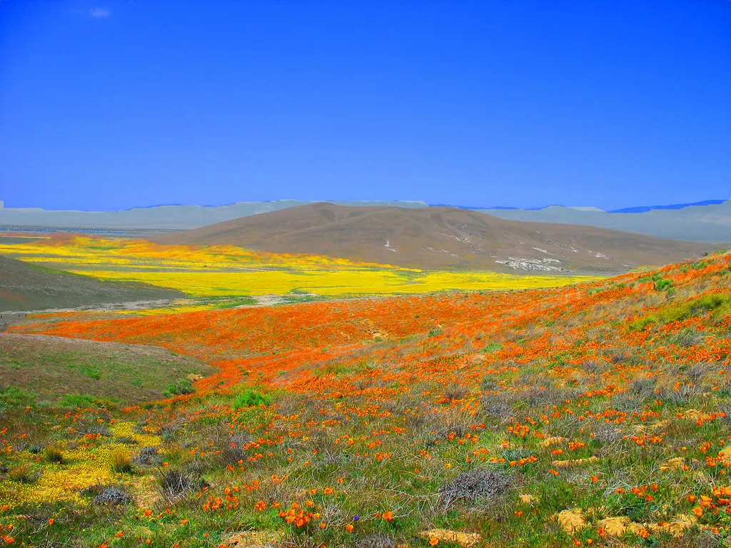 California poppies and wildflowers blanketing the Antelope Valley near Lancaster