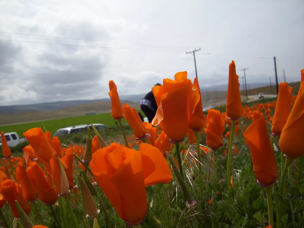 Close-up of California poppies at the Antelope Valley California Poppy State Reserve