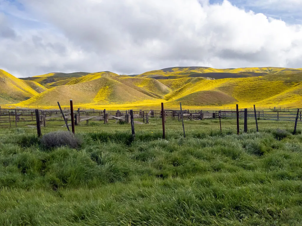 Wildflower-covered hills in the Antelope Valley during bloom season