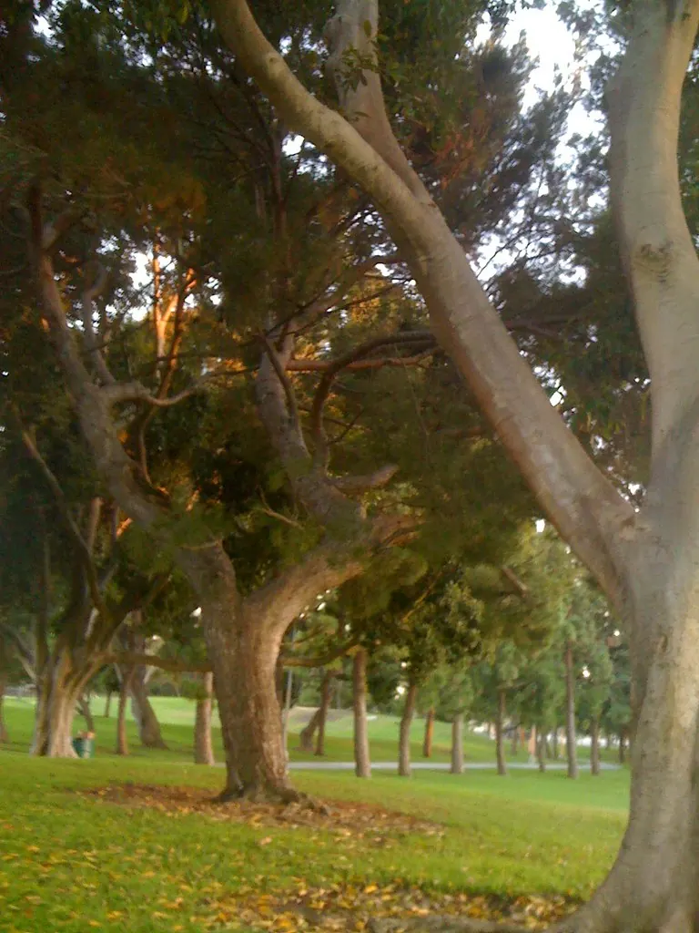 Trees in Alondra Park, adjacent to Lawndale